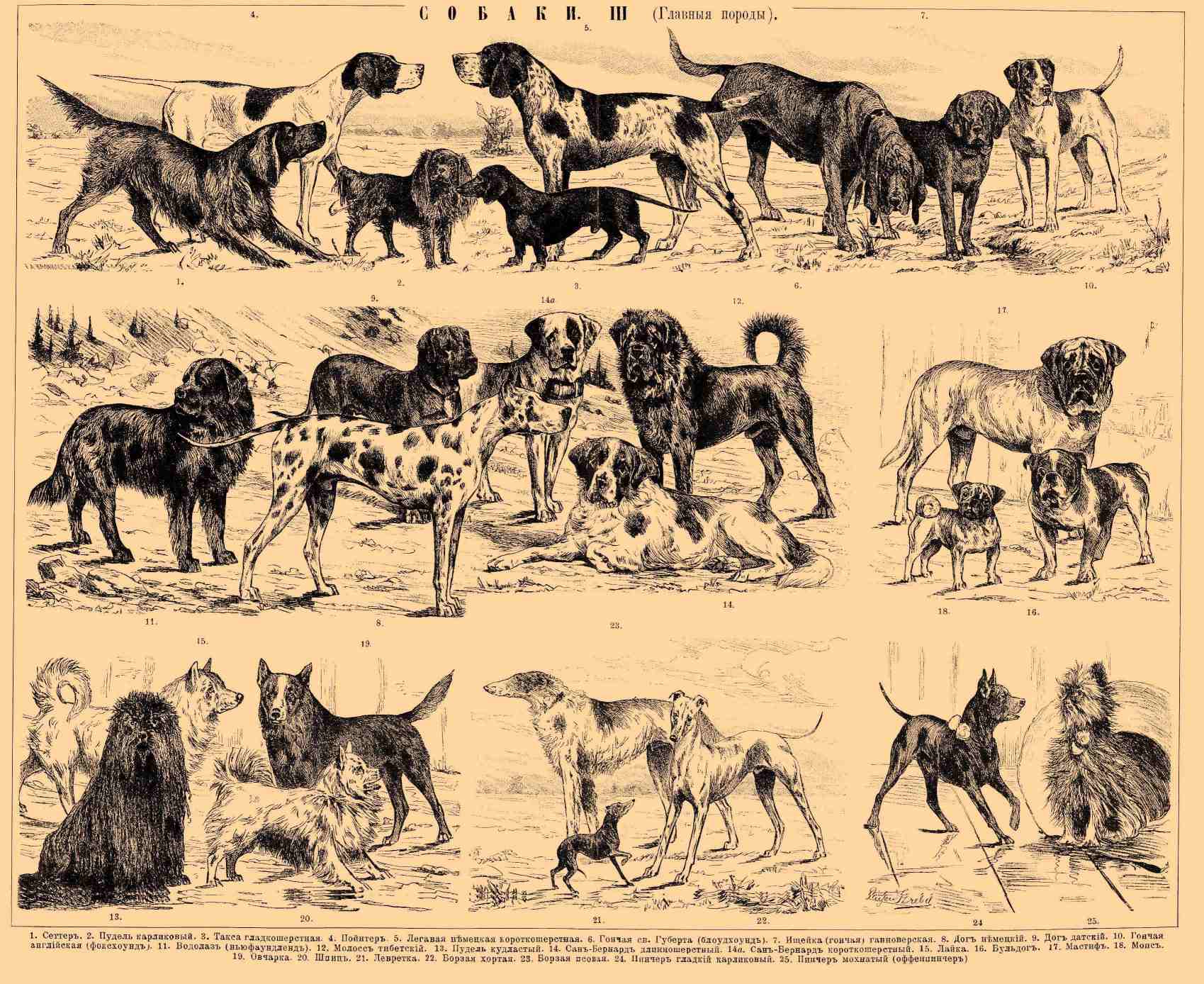 Древние охотничьи собаки